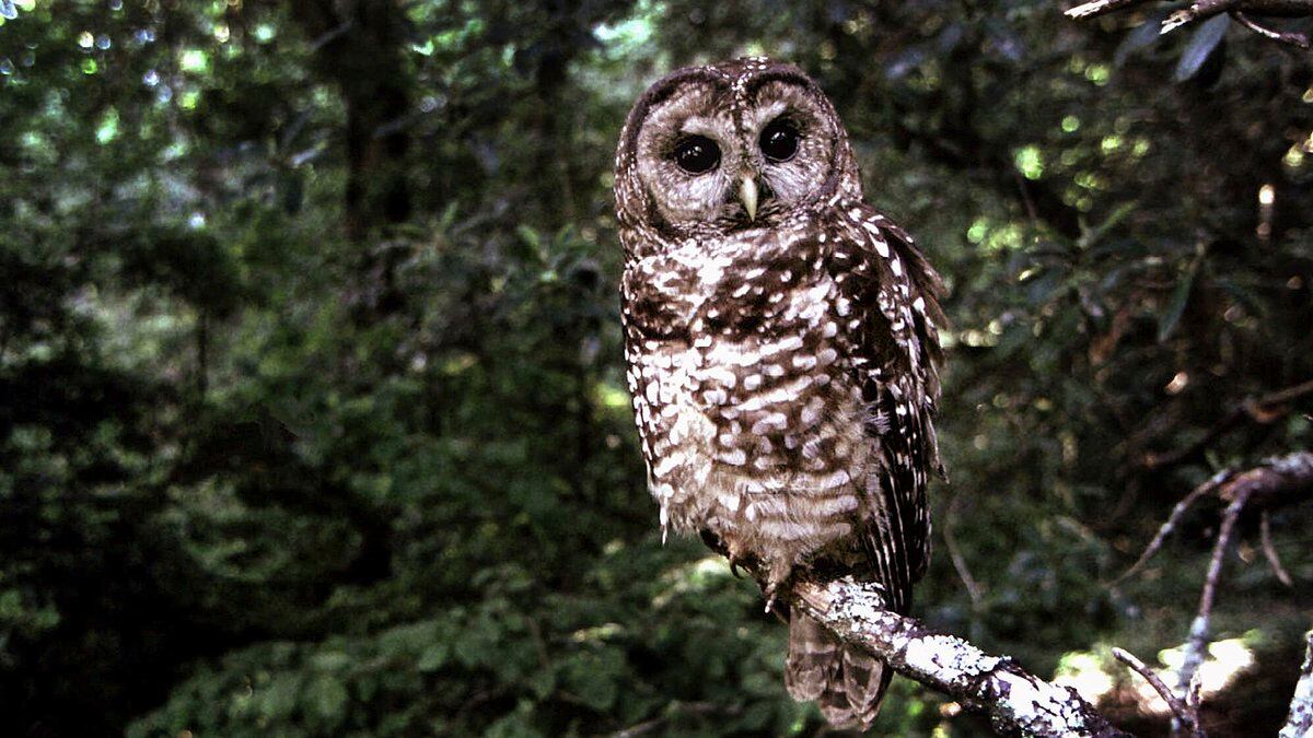 FILE - In this June 1995 file photo, a northern spotted owl sits on a branch in Point Reyes,...
