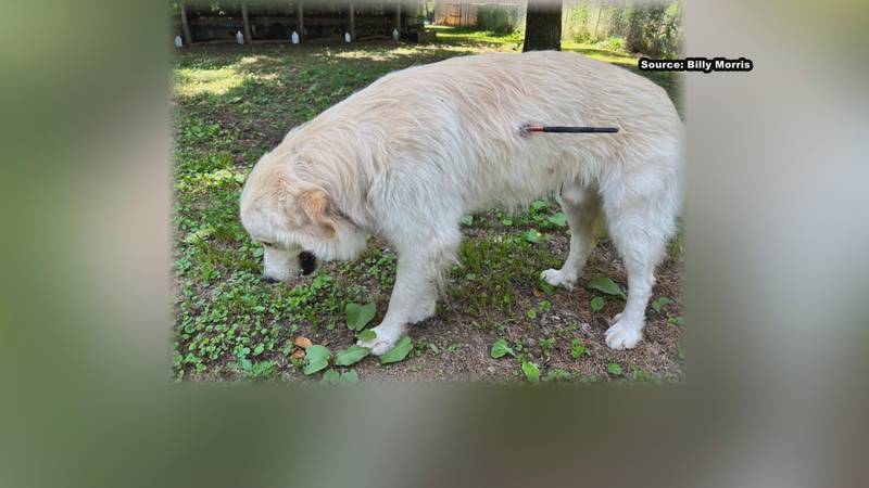 A disabled veteran in Oak Grove says someone allegedly attacked his support dog with an arrow.