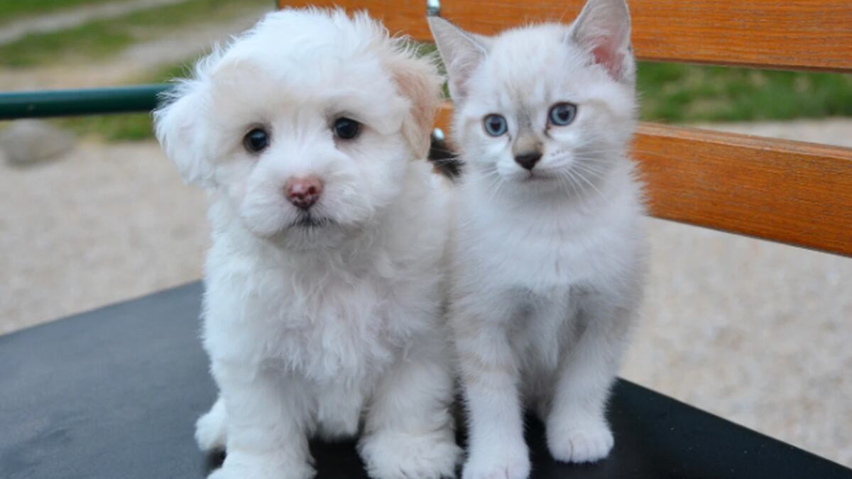 Pet stores in Dallas will no longer be able to sell puppies and kittens due to a new ordinance...