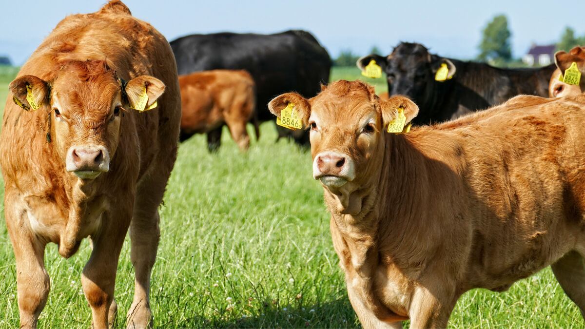 The district said it will use the money to buy cows for the Windsor High School agriculture...