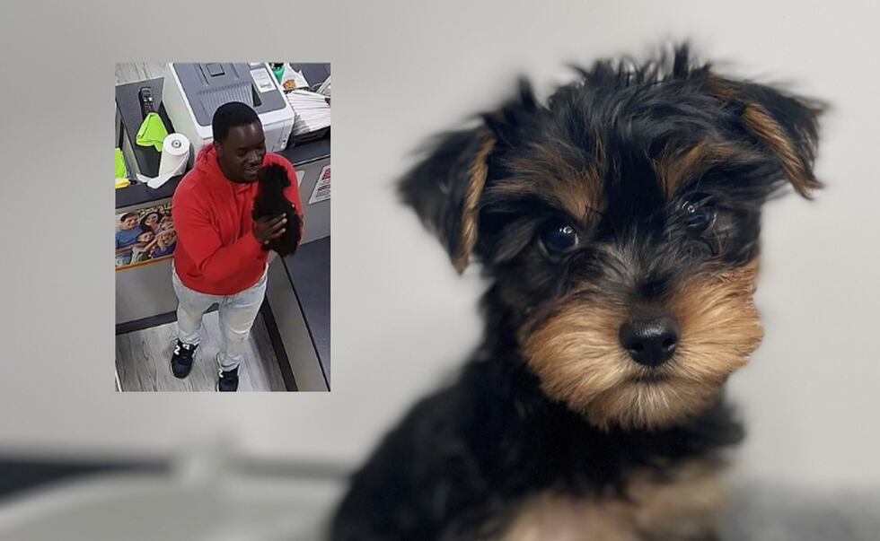 Police say a 9-week-old Yorkshire terrier valued at nearly $5,000 was stolen from a Petland...
