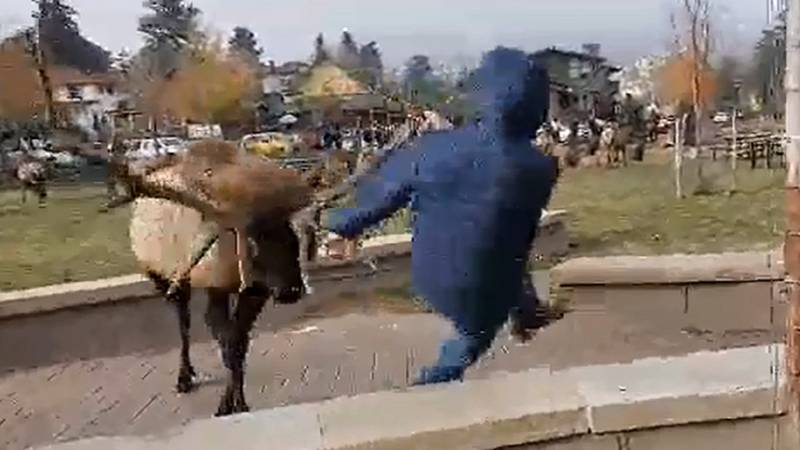 Elk attack caught on camera in Estes Park.