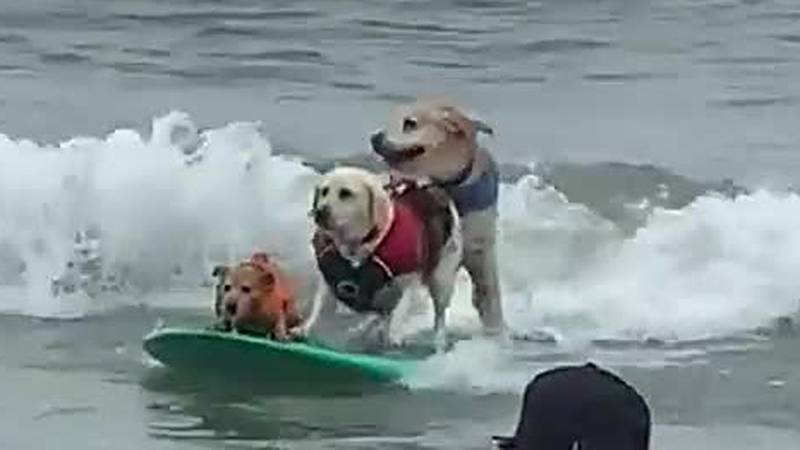 Three dogs enjoy a tandem surf at the World Dog Surfing Championships in California.