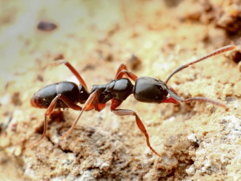 Asian Needle Ant.