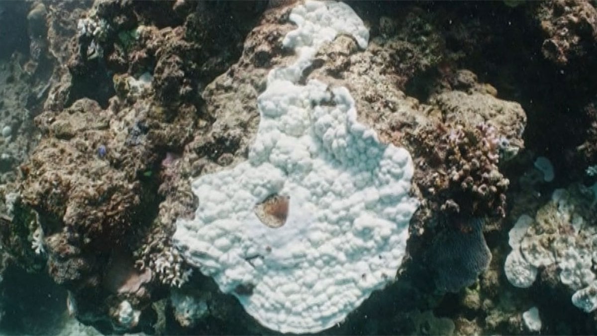 Spots of coral bleaching is seen in the Great Barrier Reef this year.