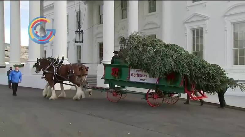 The 2021 White House Christmas tree is delivered.