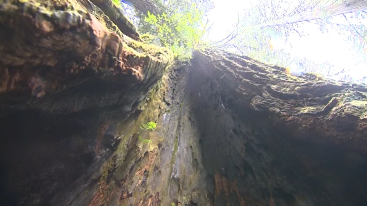 People who get caught visiting the world's tallest tree could face a $5,000 fine and up to six...