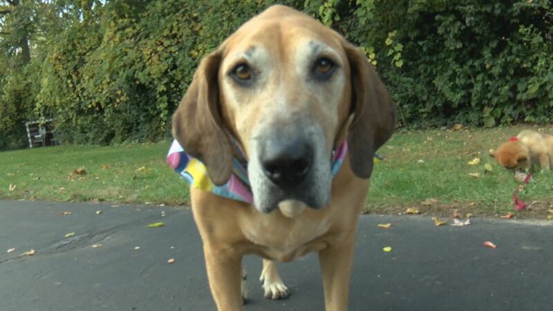 Community celebrates dog's birthday, supporting a good cause