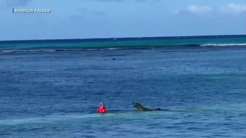 An encounter with a nursing Hawaiian monk seal left a woman injured in Waikiki Sunday morning.