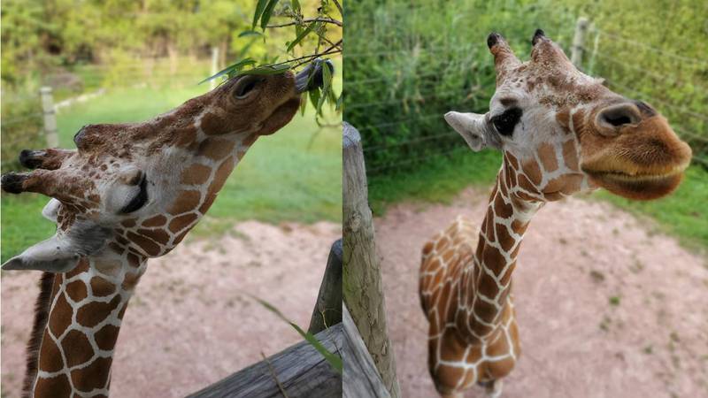 The Fort Wayne Children’s Zoo is mourning the loss of Zuri, the oldest reticulated giraffe in...