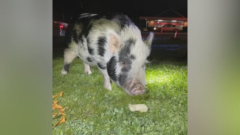 Pig, known as John Doe, rescued in SE Portland