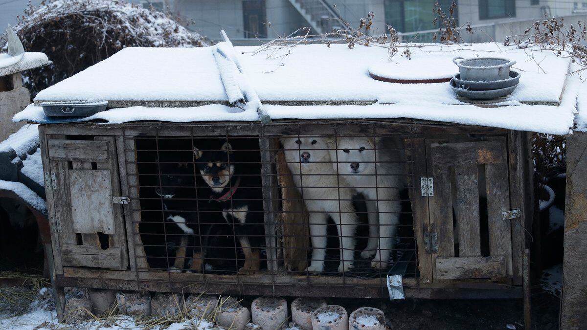 Dogs are seen in a cage at a dog meat farm in Siheung, South Korea, Feb. 23, 2018. South Korea...