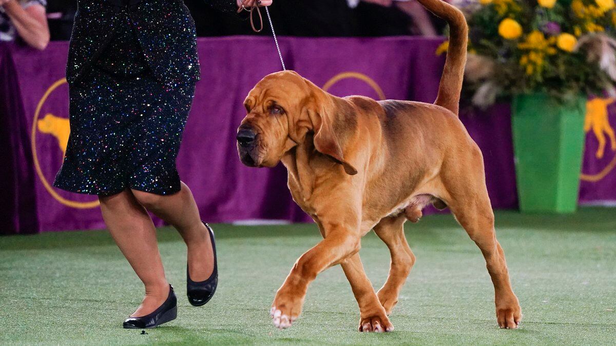 Trumpet, a bloodhound, competes for Best in Show at the 146th Westminster Kennel Club Dog Show,...