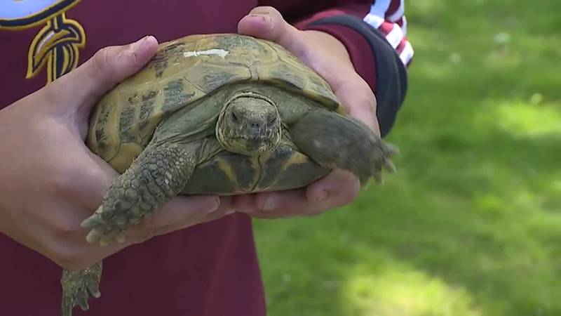 A runaway tortoise is back with his family after more than 200 days on
the road.