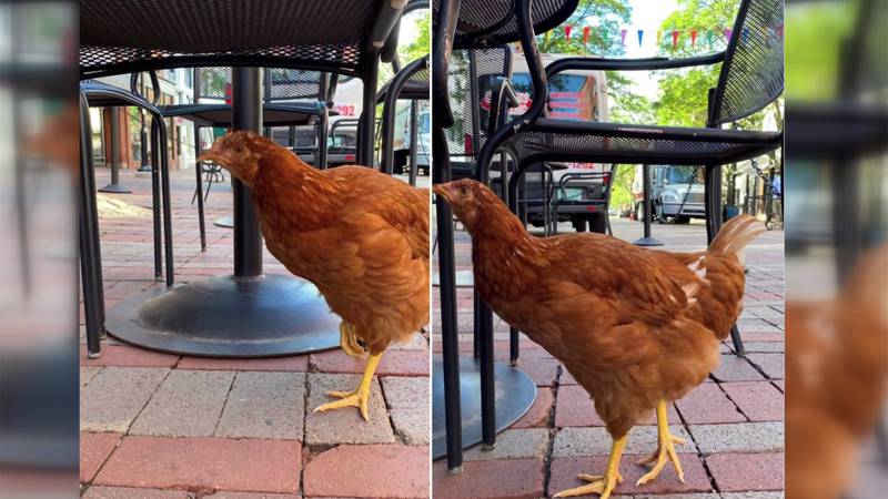 Lo Fasano had just finished a cup of coffee on a morning walk when she spotted the chicken and...