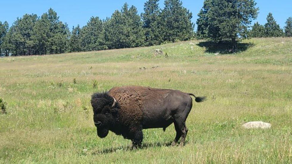 A bison attacked Amelia Dean in Custer State Park, South Dakota, seven weeks ago, leaving her...