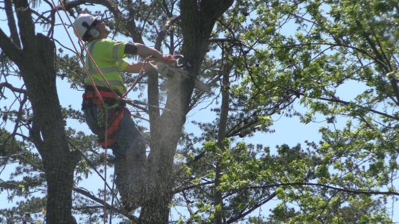 Hacienda Village neighbors angry as trees are cut down as part of I&M project