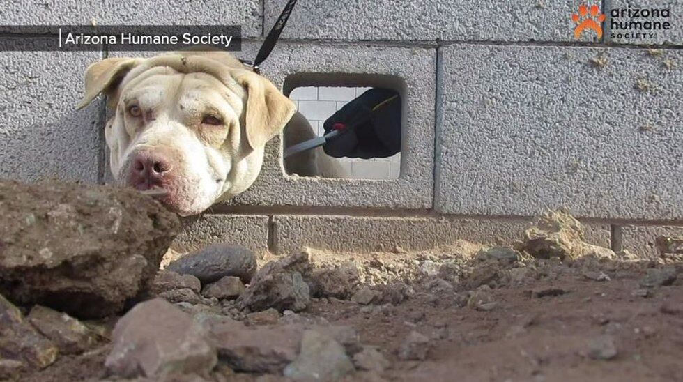 Buddy, a 2-year-old pitbull-terrier mix, got away from his owner, noticed another dog and got...