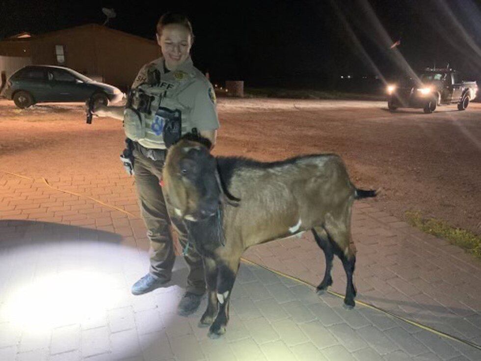 Deputies in Arizona took a goat into custody after a family said he was terrorizing them at...