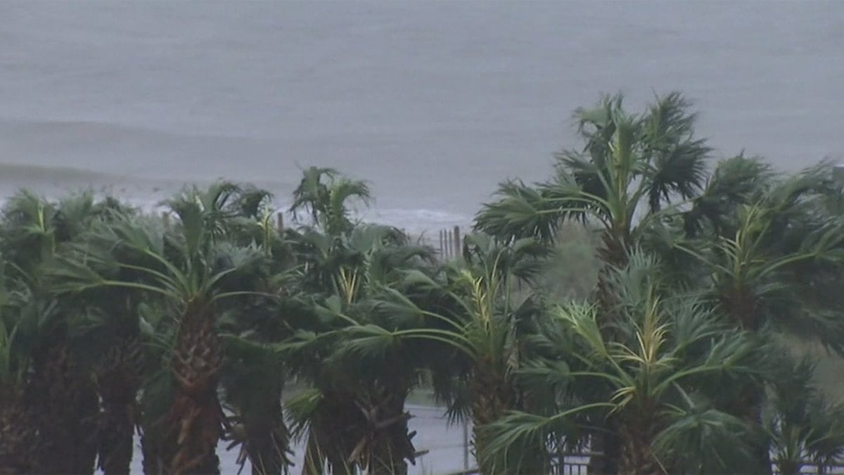 The effect of wind on palm trees is seen in this file photo. Experts still expect an...