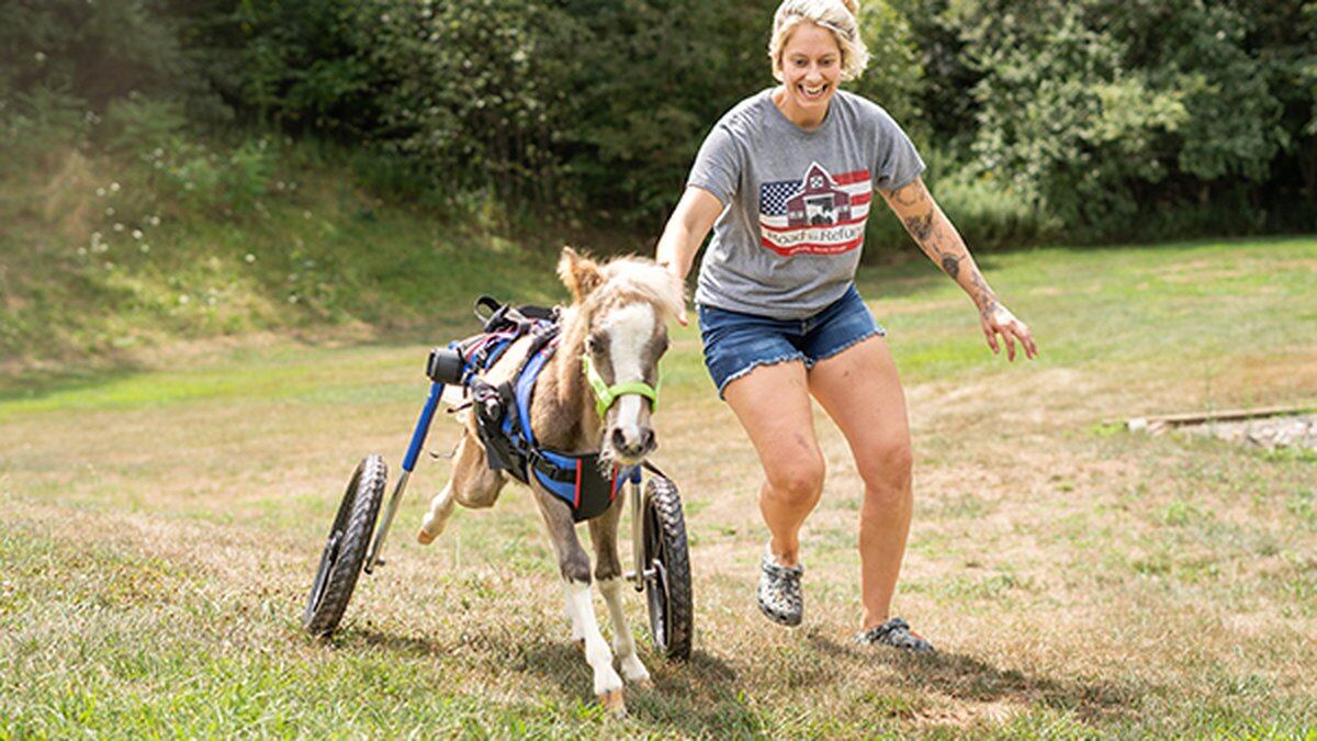 Turbo the miniature horse was born with little-to-no use in his rear end, but an animal...