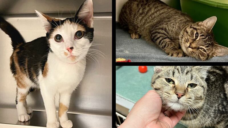 ASPCA took 32 cats that were in Kentucky shelters before the tornado hit to help free up...