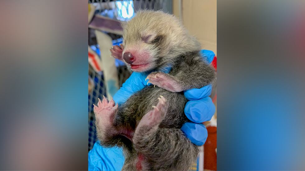 The Milwaukee County Zoo announced the birth of a new red panda cub at the zoo.