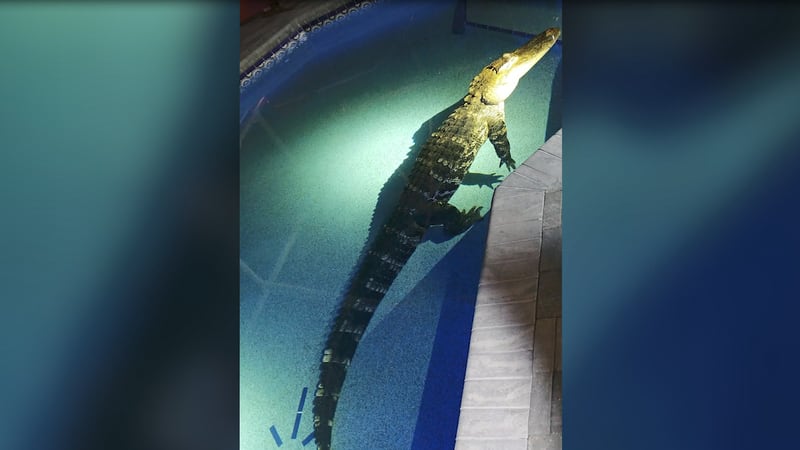A Florida family woke up to find an 11-foot alligator in their pool.