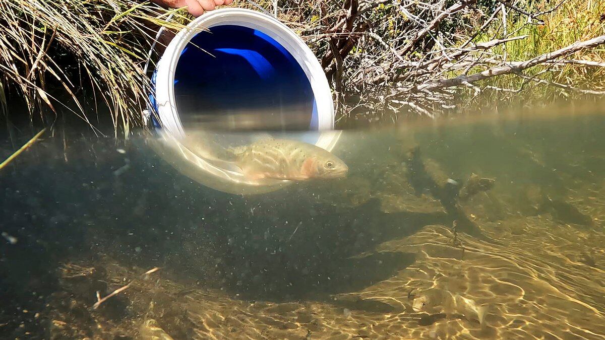 Fish biologists release Rio Grande cutthroat trout into a new creek after rescuing them from a...