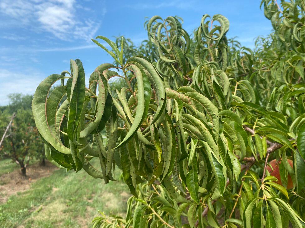 Suspected damage from the herbicide dicamba curls up leaves on peach trees at Flamm Orchards in...