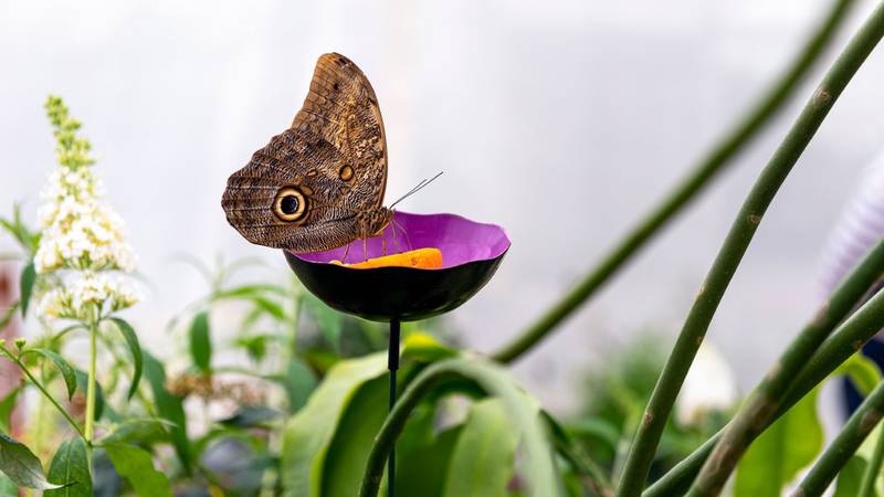 "Emergence: 2022 Live Butterfly Exhibit" runs at the Botanical Conservatory through June 26.