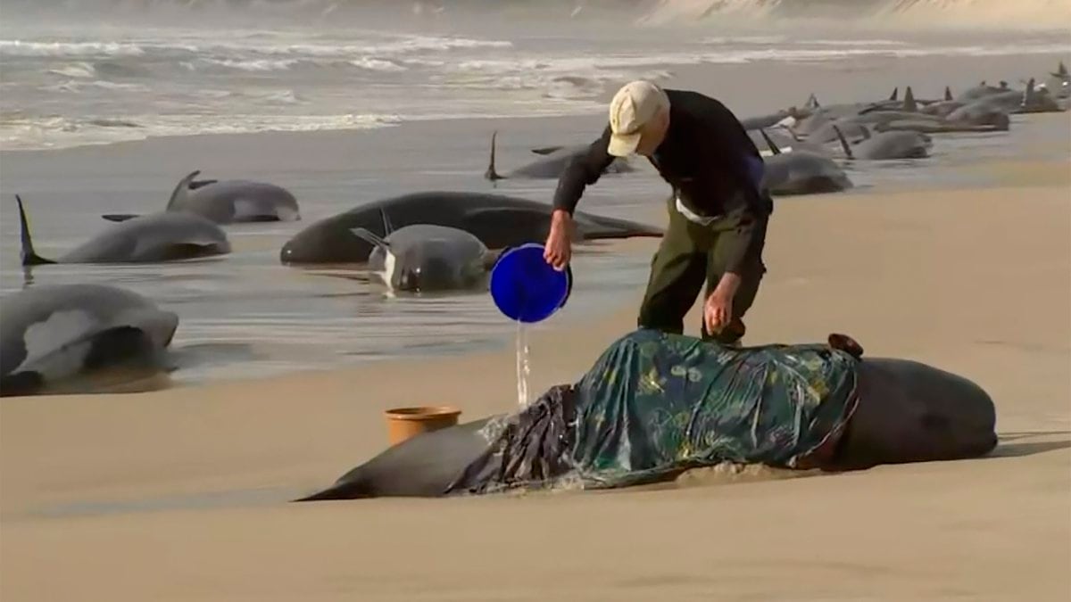 In this image made from a video, a rescuer pours water on one of stranded whales on Ocean...