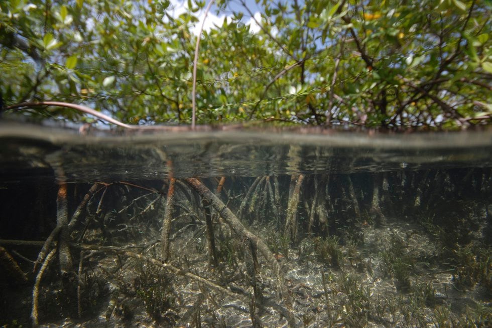This photo provided by the Lawrence Berkeley National Laboratory in June 2022 shows mangroves...