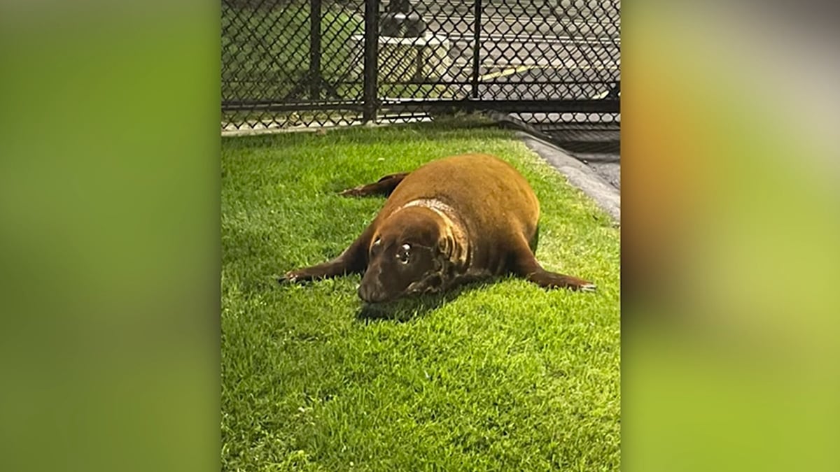 A displaced seal who wandered into police station was rescued and will be returned to wild.