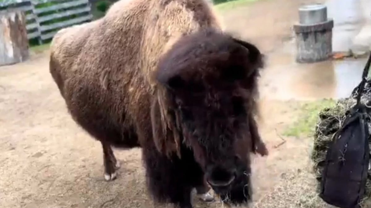 One of the world’s oldest bison was euthanized this week at the Henry Vilas Zoo after its...