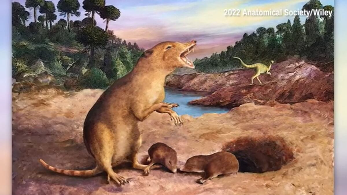 Scientists used fossils to identify a small creature as the earliest known mammal on Earth.