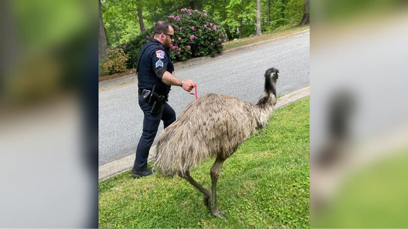 An emu who traveled over 30 miles from its home in North Carolina was wrangled by responding...