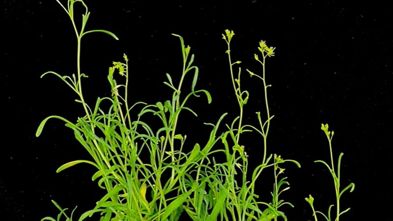 "Extremophyte" plant thrives in harsh conditions and scientists hope that could help them deal...