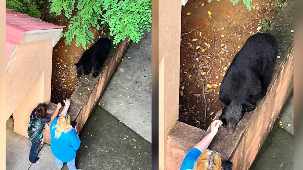 A bear is seen being petted in Gatlinburg, Tenn. The woman who took the photo said the bear...