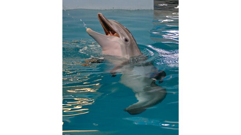 Winter the dolphin plays in the water at the Clearwater Marine Aquarium, Sunday, June 17, 2018,...
