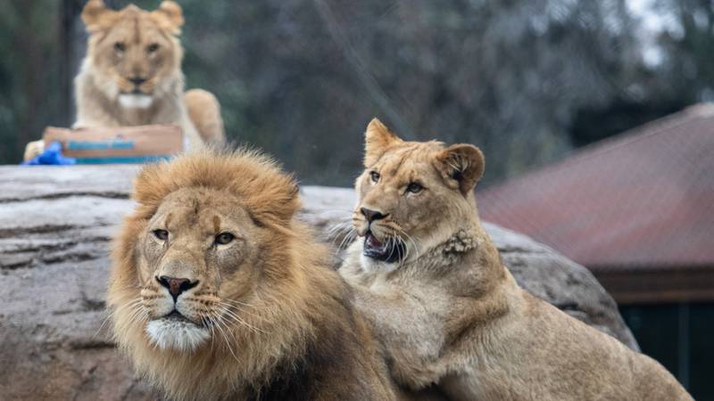 Audubon Zoo male lion cubs, Haji and Asani, celebrate their first birthday.January 11,...