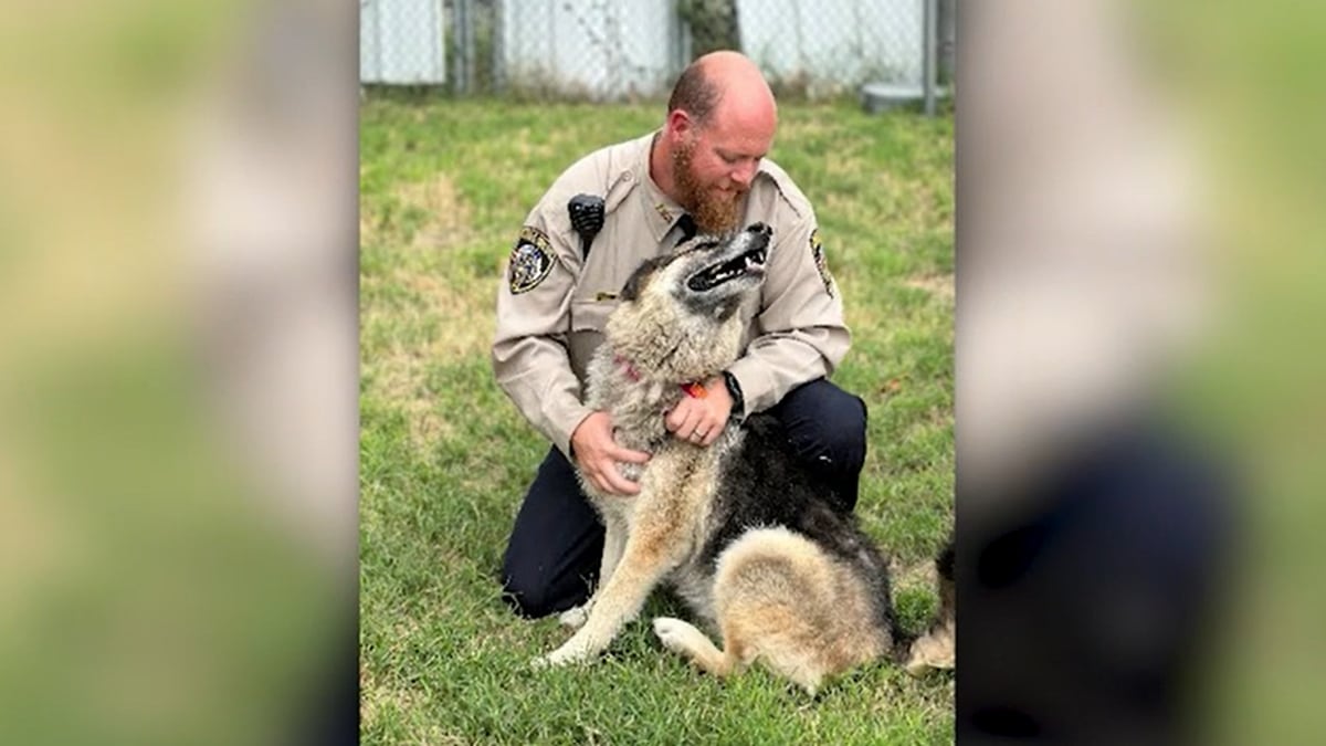 An animal control officer in Baytown, Texas, found the German shepherd, named Sheba, while on...