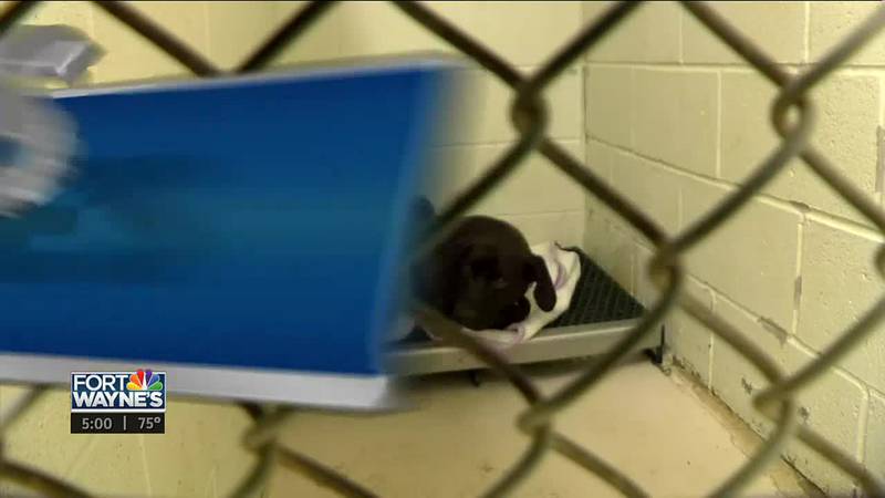 Huntington County Humane Society caring for 3 malnourished dogs