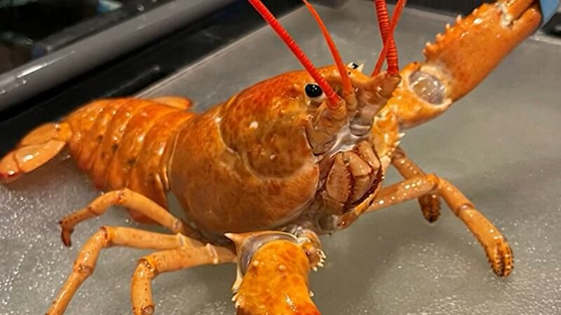 Red Lobster said it discovered a second orange lobster which are said to be rare – about one...