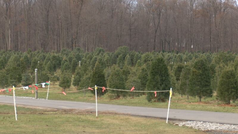 St. Joe Christmas Tree Farm owner urges you to buy new Christmas tree before it’s too late