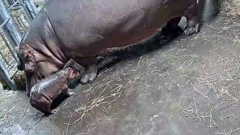 Bibi gave birth to a healthy, full-term hippo at the Cincinnati Zoo Wednesday night.