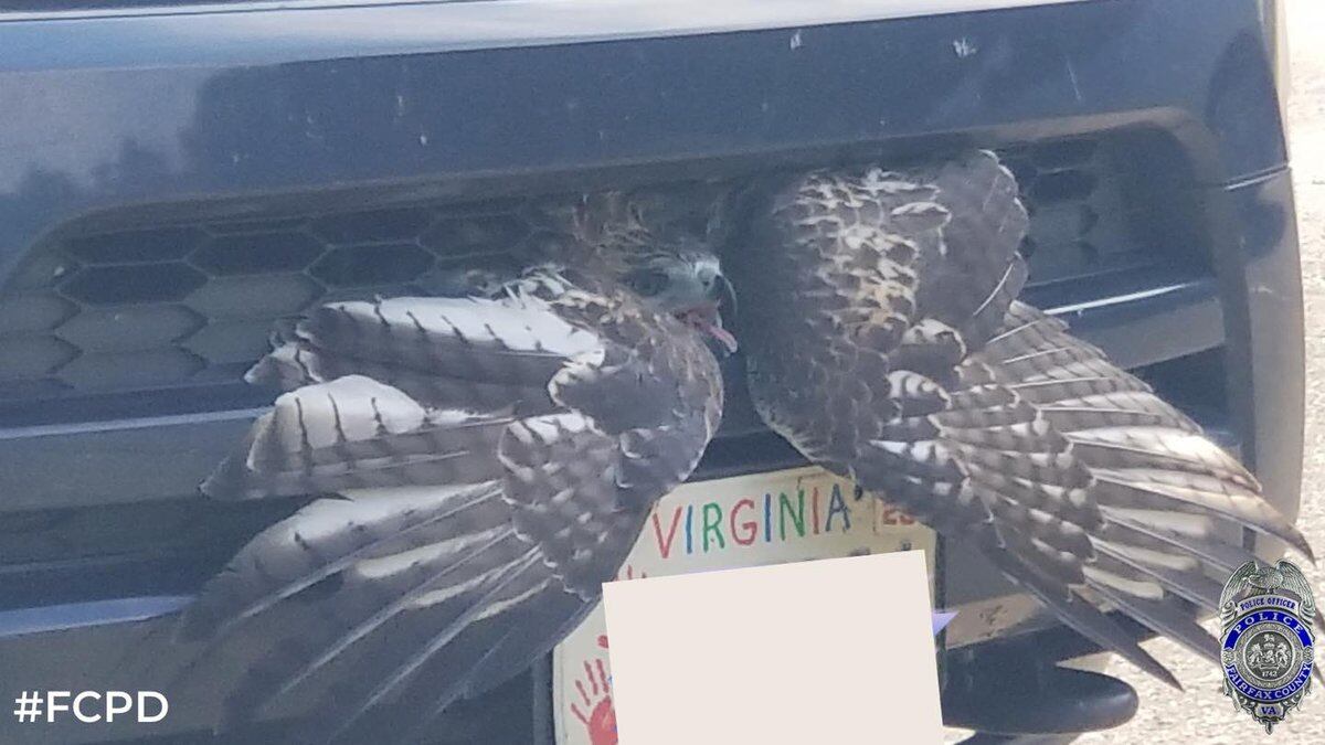 A police officer in Virginia helped rescue a hawk caught in a driver's car grill.