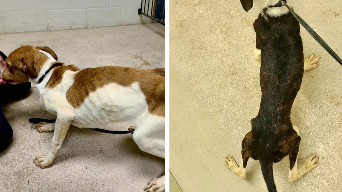 Huntington County Humane Society is seeking help from the community as they say they currently...