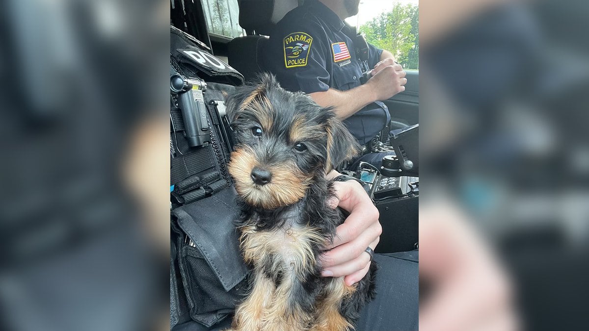 Police found the 9-week-old puppy safe and returned it to the Petland store on Monday.