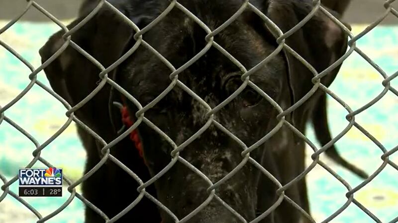 Area animal shelters see an uptick in emaciated dogs.